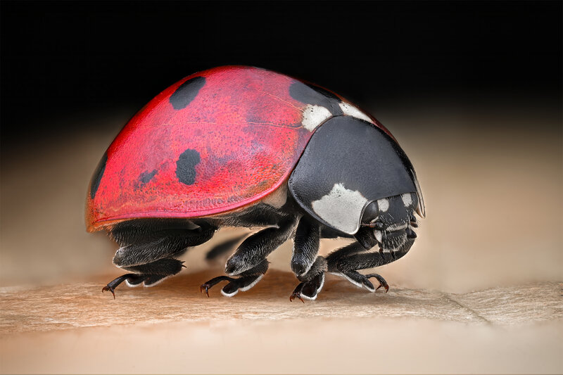 ceclii, macro, ladybug, nikon  фото превью