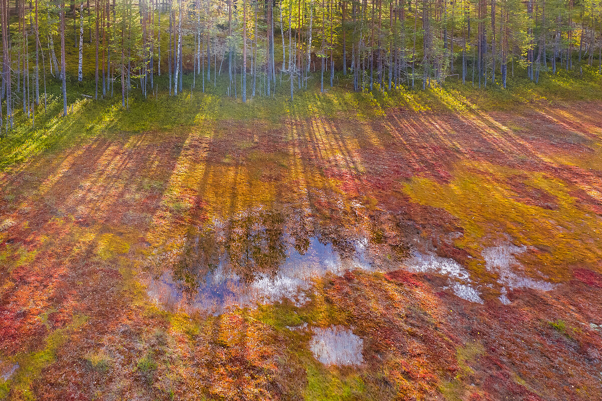 болото, мох, лишайник, природа карелии, ладога, сортавала, карелия, karjala, ladoga, фототуры по ладоге, туры по карелии, северное приладожье, Уютнов Кирилл