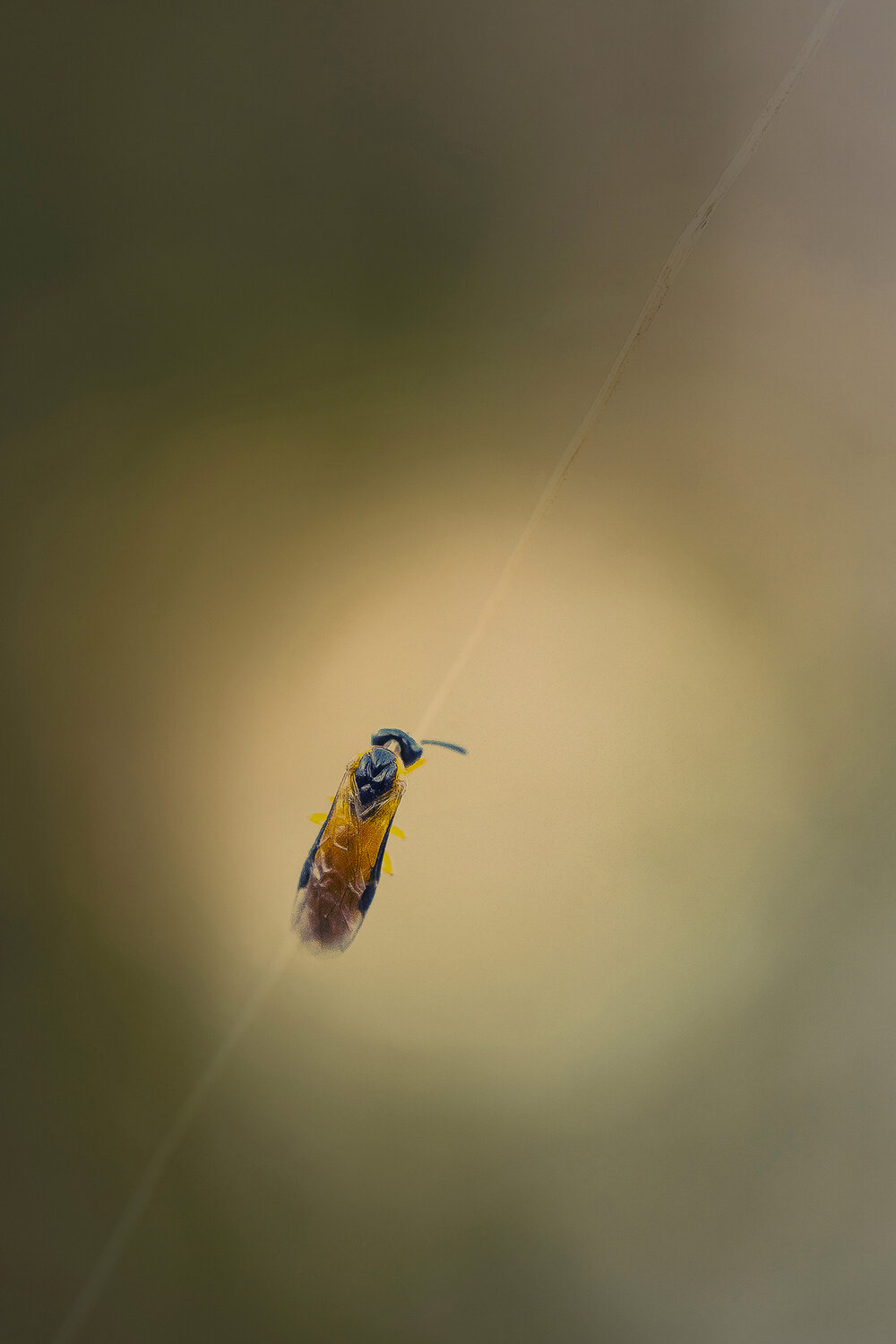 insect, close up, hymenoptera, bokeh, nature, Andr&eacute;s Emilio