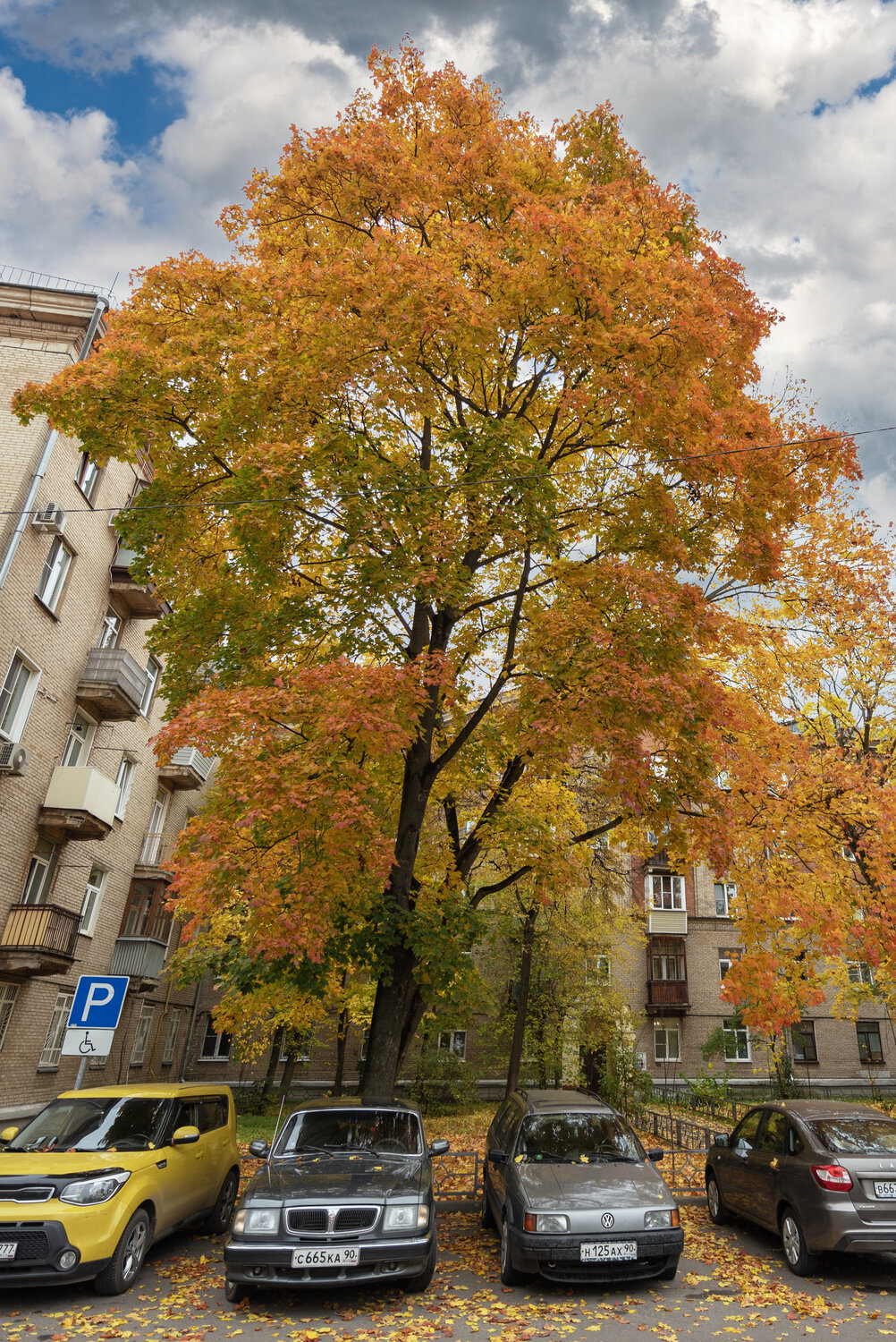 , Новиков Алексей