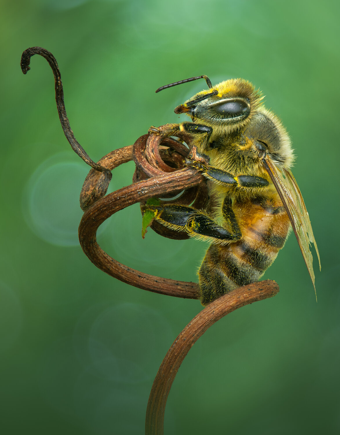 bee, honeybee, macro, pollen, bokeh, Atul Saluja