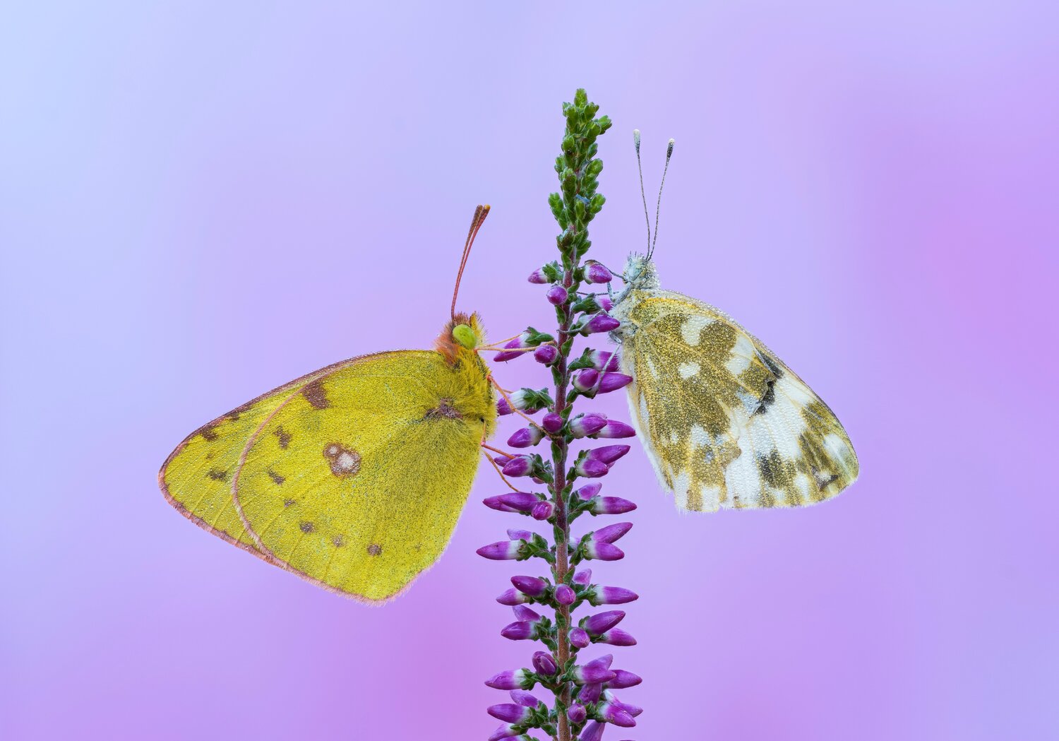 macrophotography, bugs, microworld, but, Camilla Zocchi
