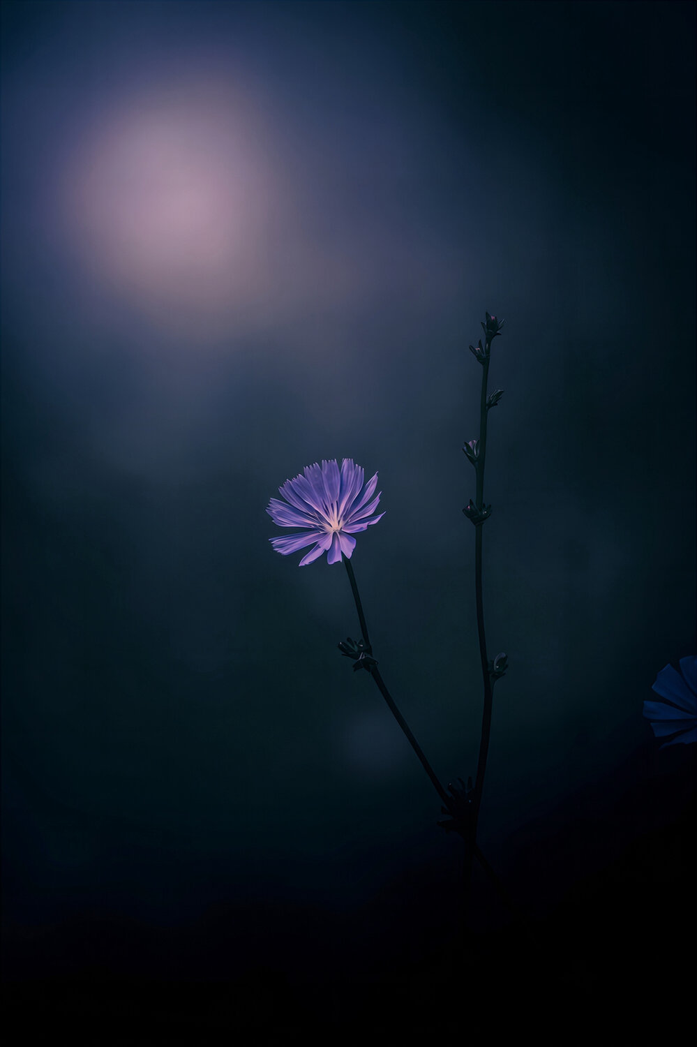 macro, макро, лето, summer, Julia Kaissa