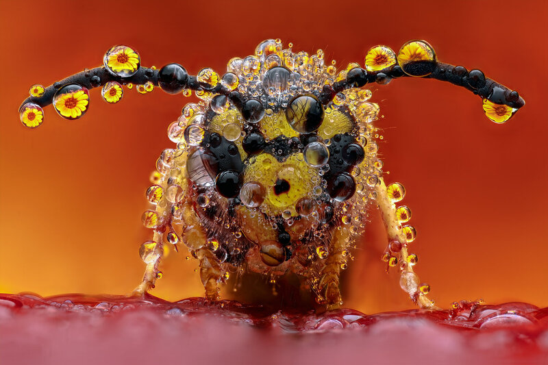 ceclii, macro  фото превью