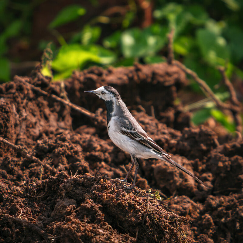птицы, трясогузка, белая трясогузка, животные, фотоохота, природа, birds, animals, nature, wagtail На посту фото превью
