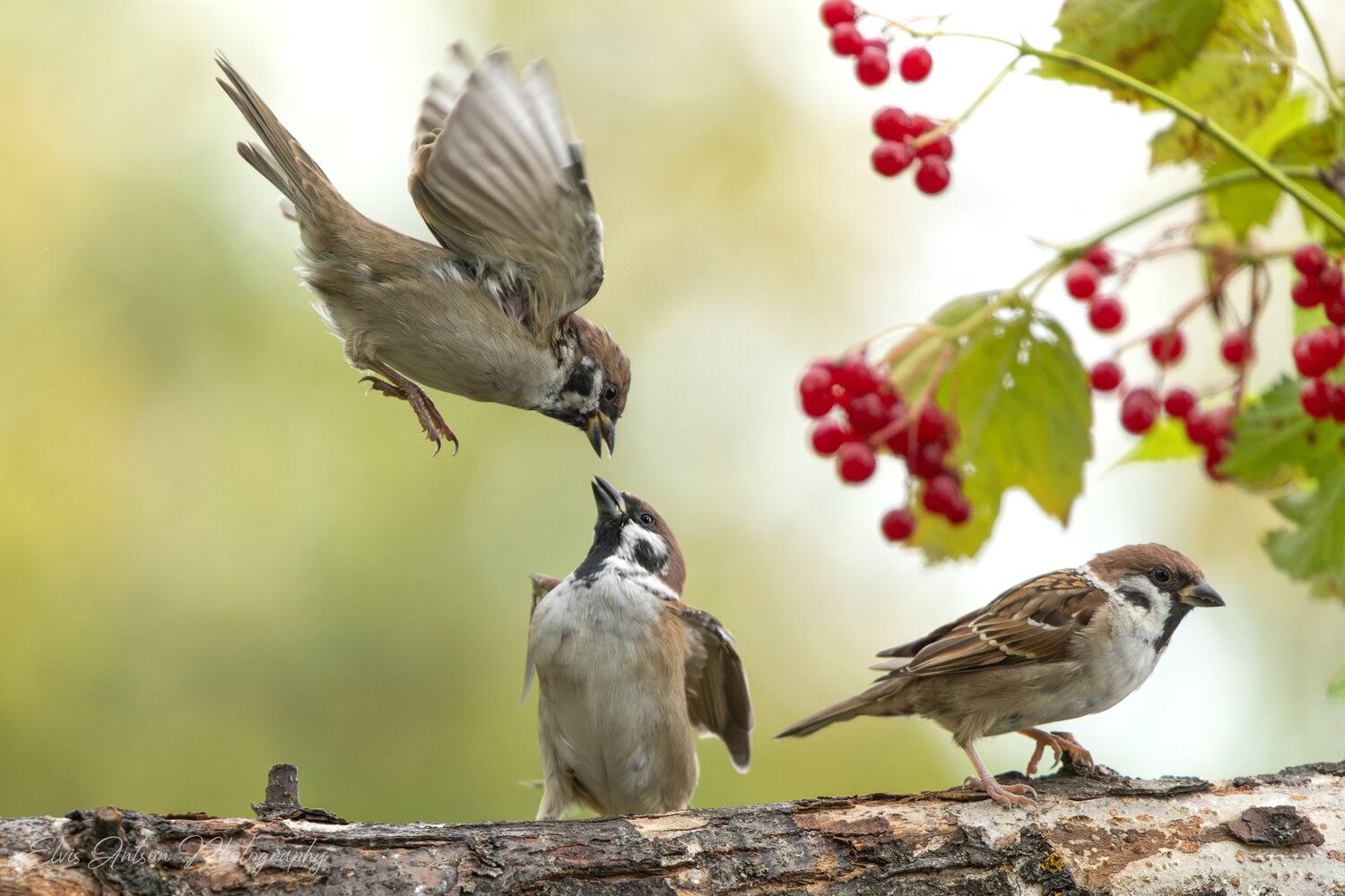 action shot, wildlife, воробей, воробьи, полевой воробей, sparrow, birds, birdwatching, elvis antson, орнитология, дикие птицы, кострома, пернатые, птицы россии, птицы европы, наблюдение за птицами, bird photography, communication, братья наши меньшие, Antson Elvis