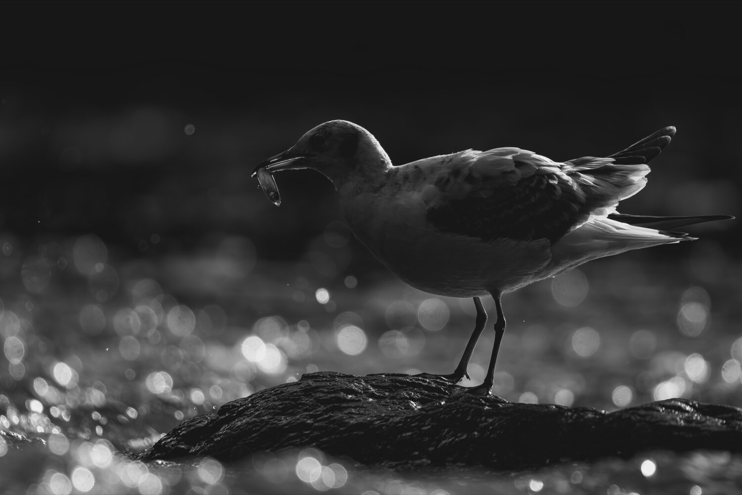 чайка, птицы, Pl Ruslan