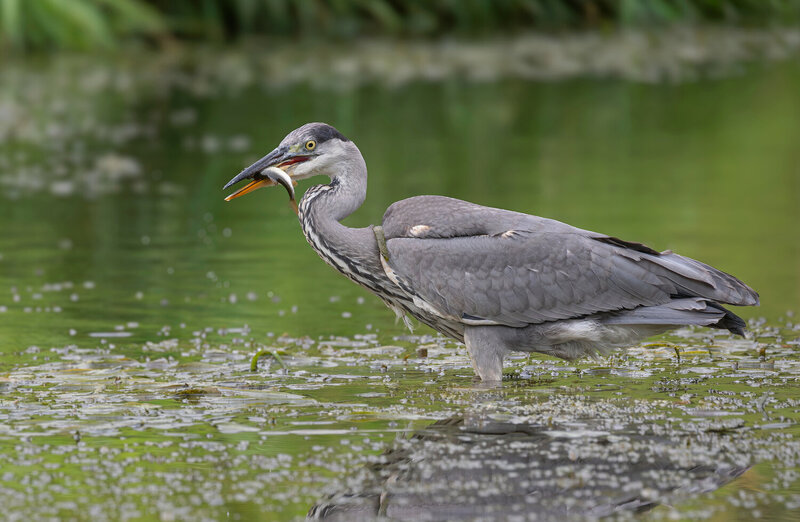цапля, серая цапля, птицы, фотоохота, birds Хозяйка водоёма фото превью