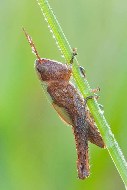 Кобылка фото превью