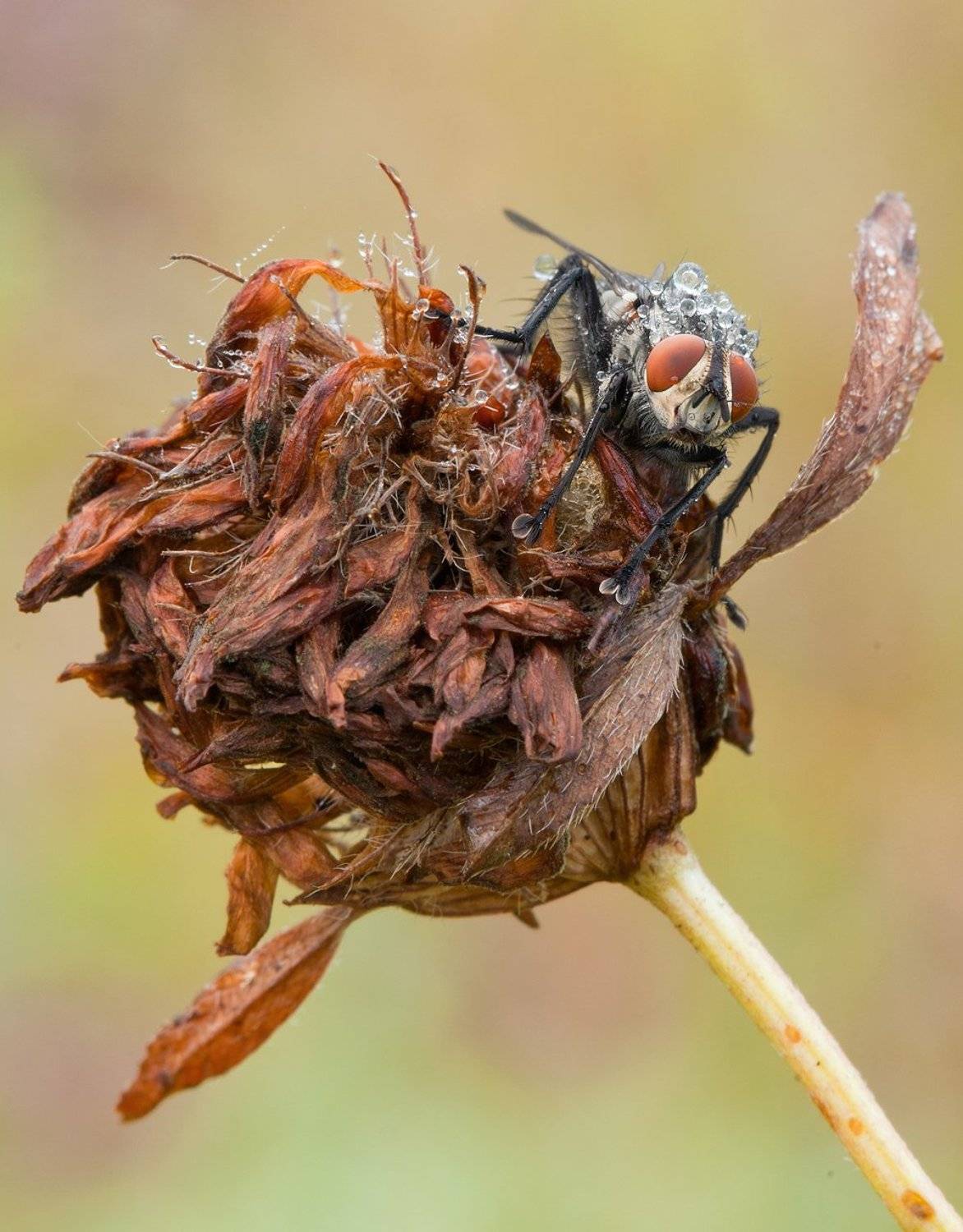, Андрей Канышев