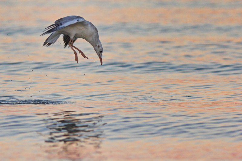 larus cachinnans, степная чайка, хохотунья, мартин жовтоногий, кинбурнский полуостров Предрассветная охота фото превью
