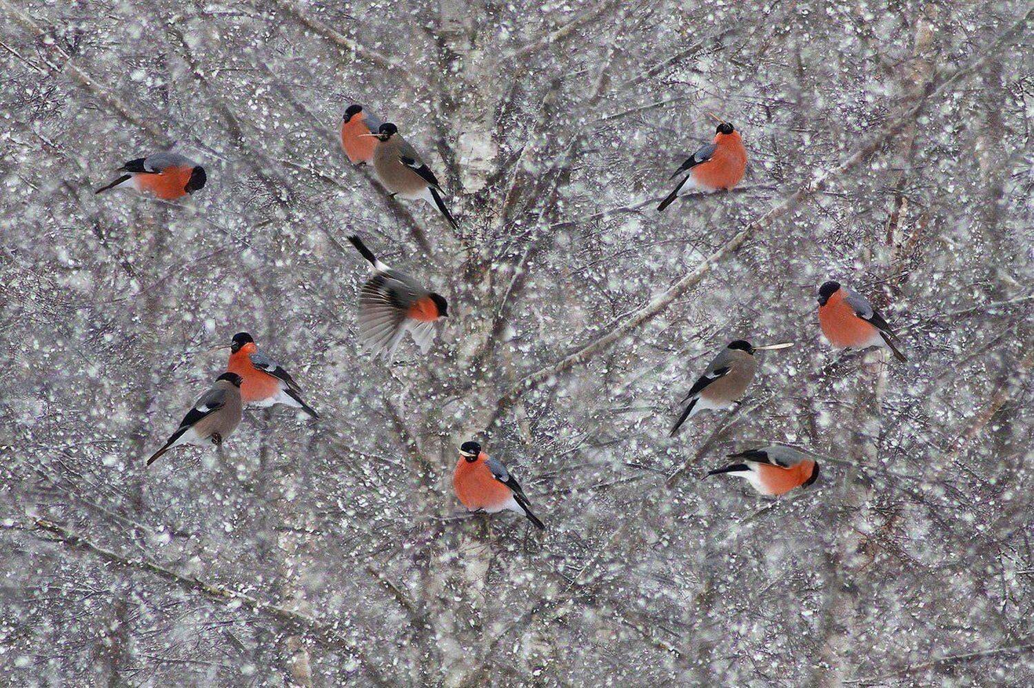 птицы, зима, Свистков Александр
