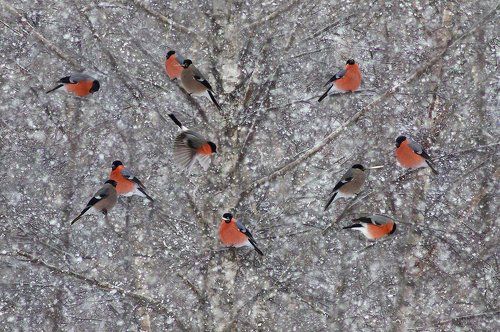 Зимняя сказка )