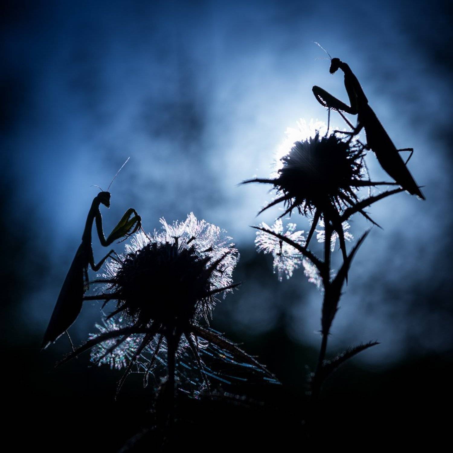 богомол, Evgeny Melnikov