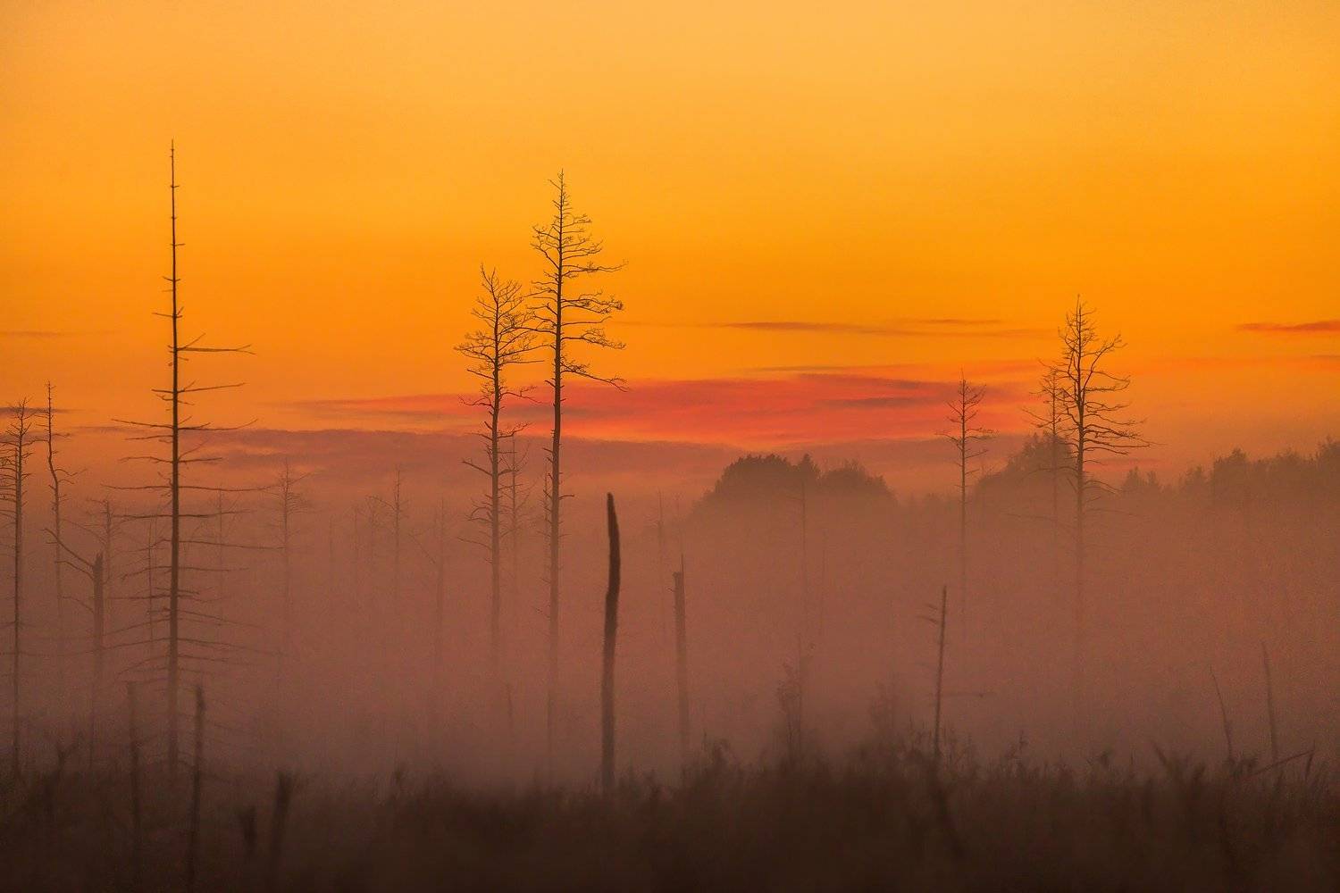 Болото, Заказник "Белый камень", Ленинградская область, Лето, Сосны, Сумерки, Туман, Лашков Фёдор