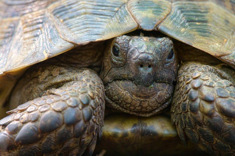 черепаха, природа, россия, дагестан, рептилии, wildlife, nature, reptile, testudo, turtle, testudo graeca, russia Хранители времени фото превью