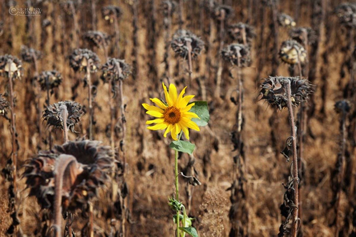 , Сергей Сотников