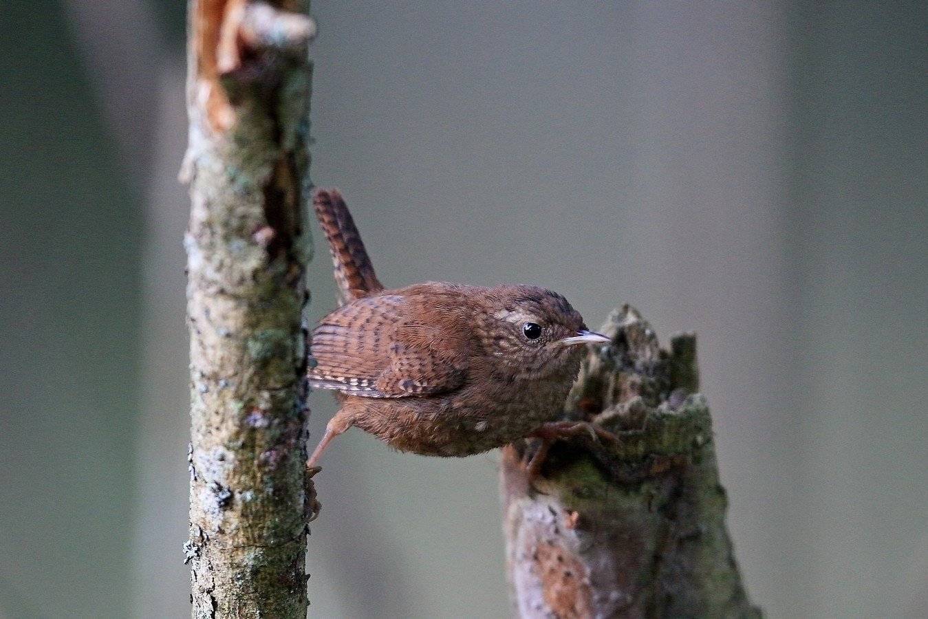 , Андрей Шимчук