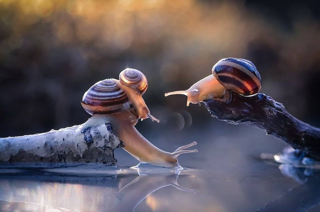 , Вячеслав Мищенко