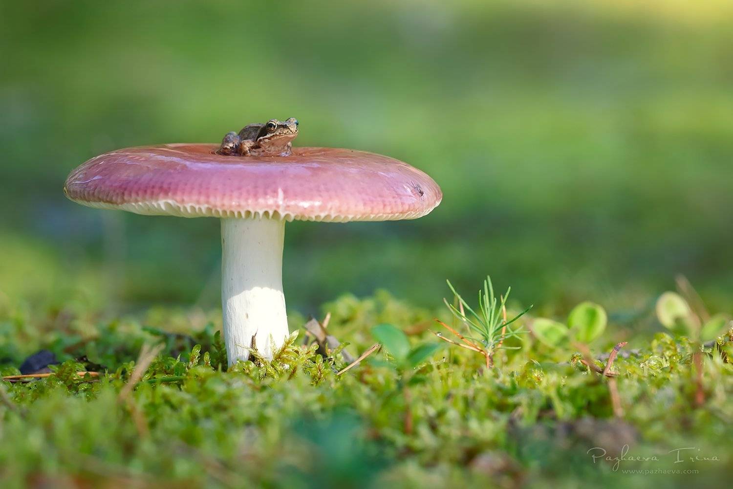 , Ирина Пажаева