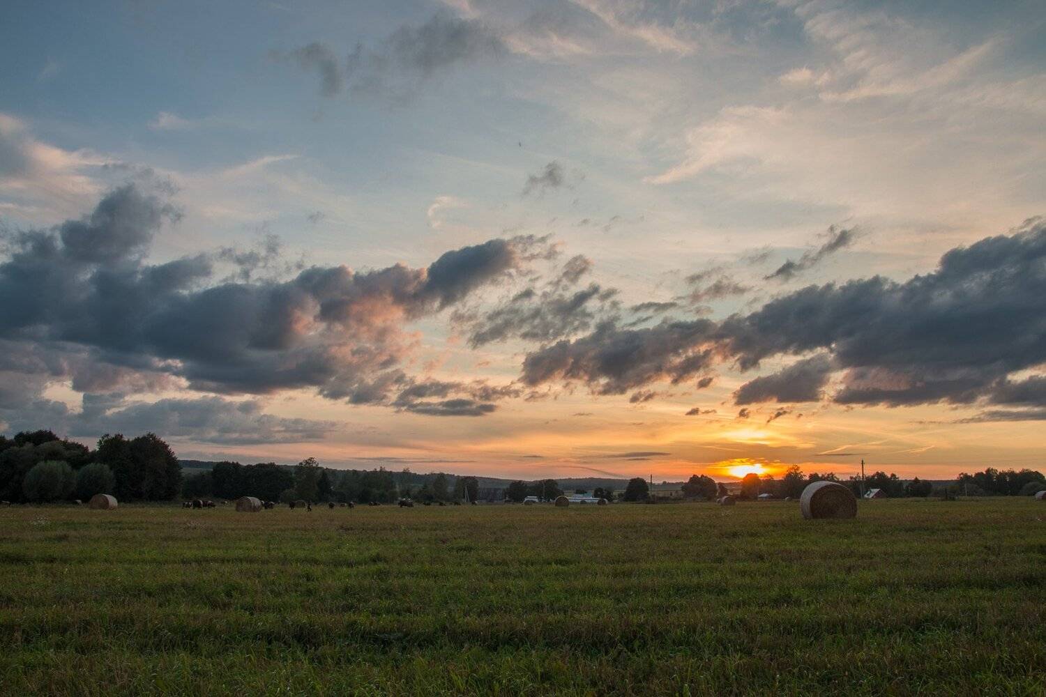 коровы, осень, сентябрь, закат, вечер, Александр