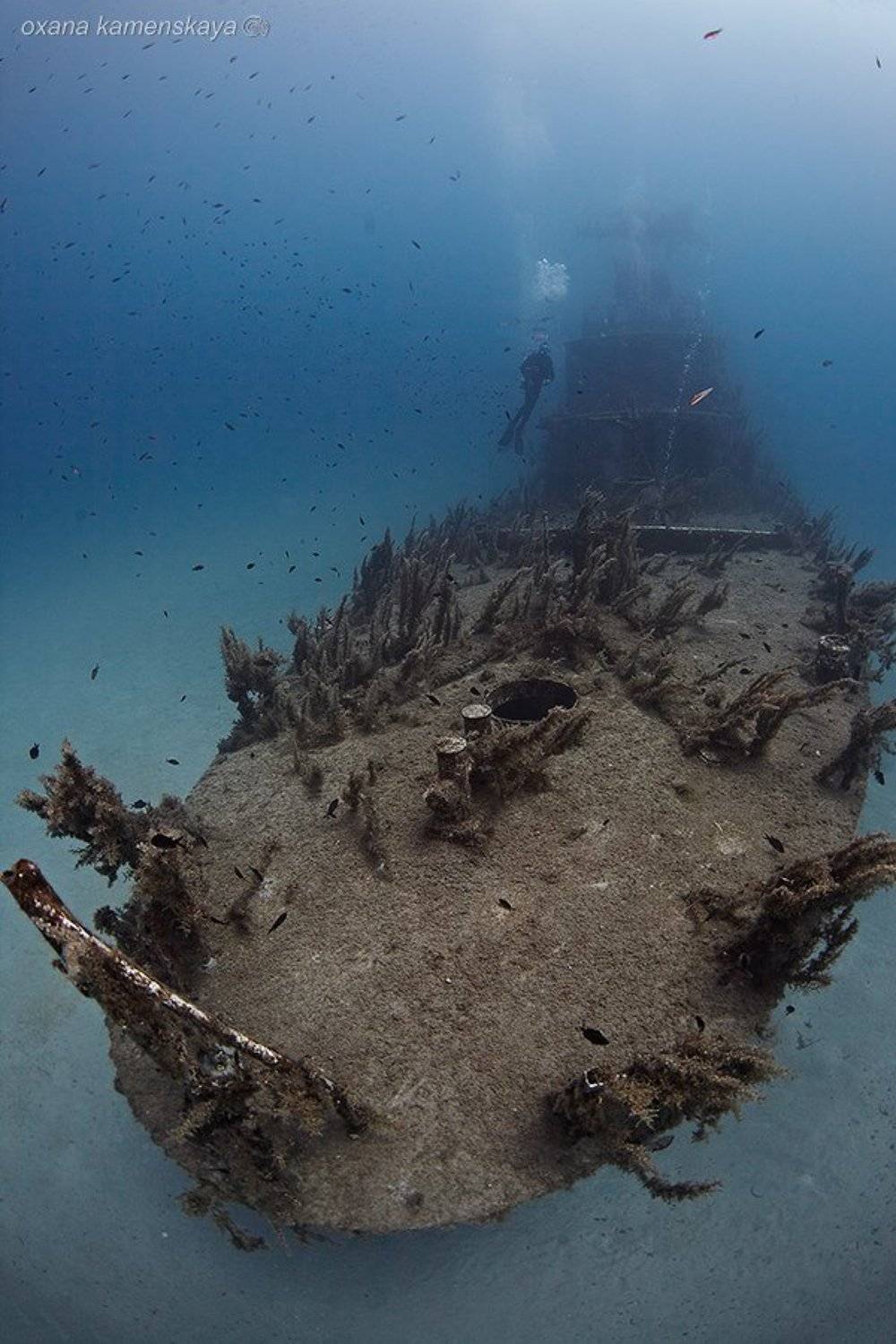 , Оксана Каменская