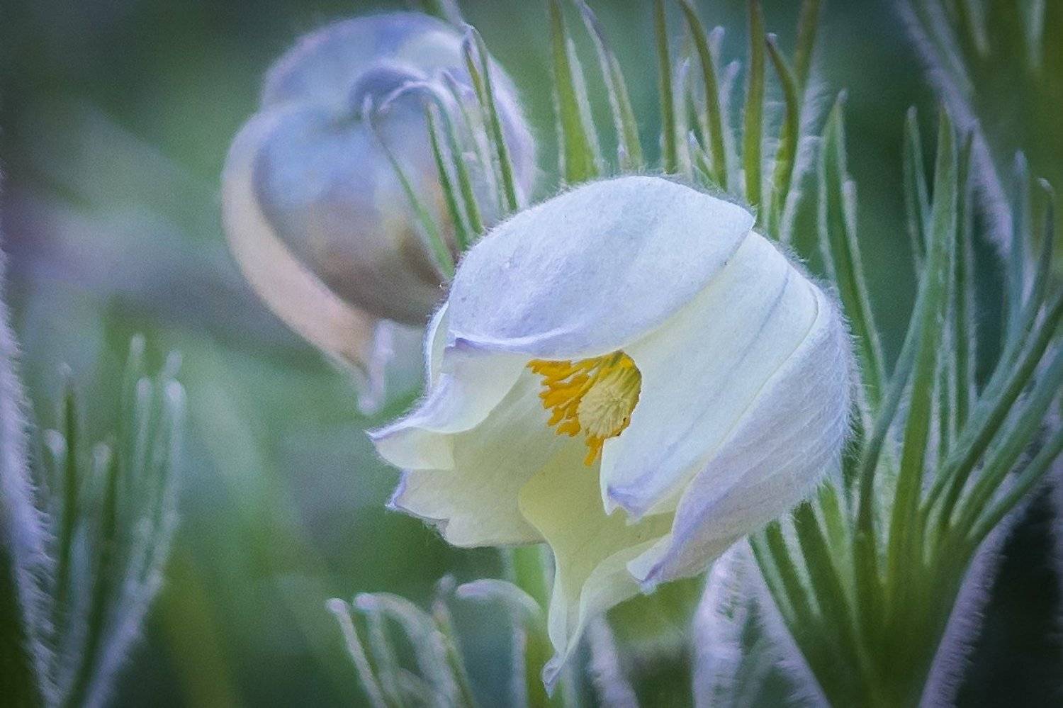 цветы, цветение, подснежник, весна, сад, природа, Алтай, Sergey Oslopov, Сергей Ослопов
