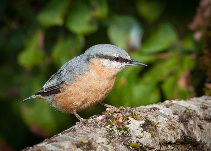 Поползень фото превью