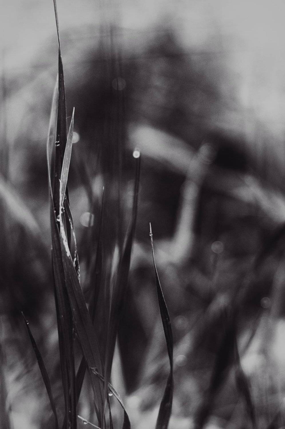 линии, пятна, травы, абстракция, valeko