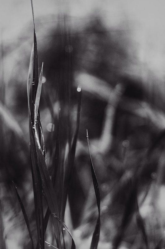 линии, пятна, травы, абстракция *** фото превью