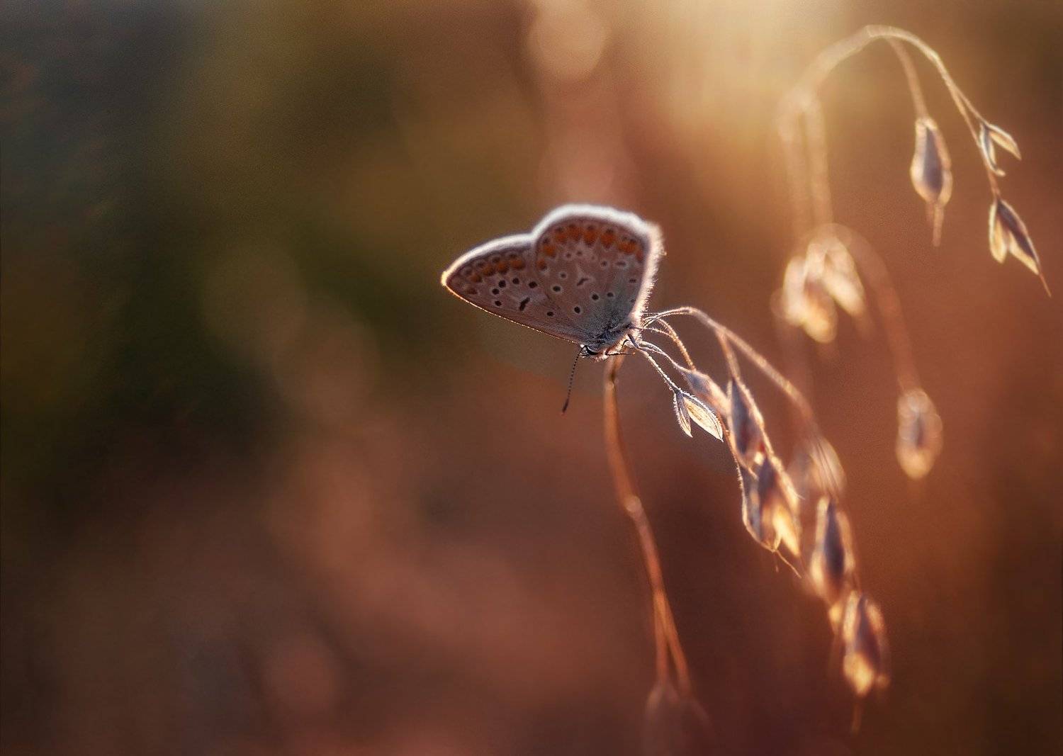 , Аделина Деветакова