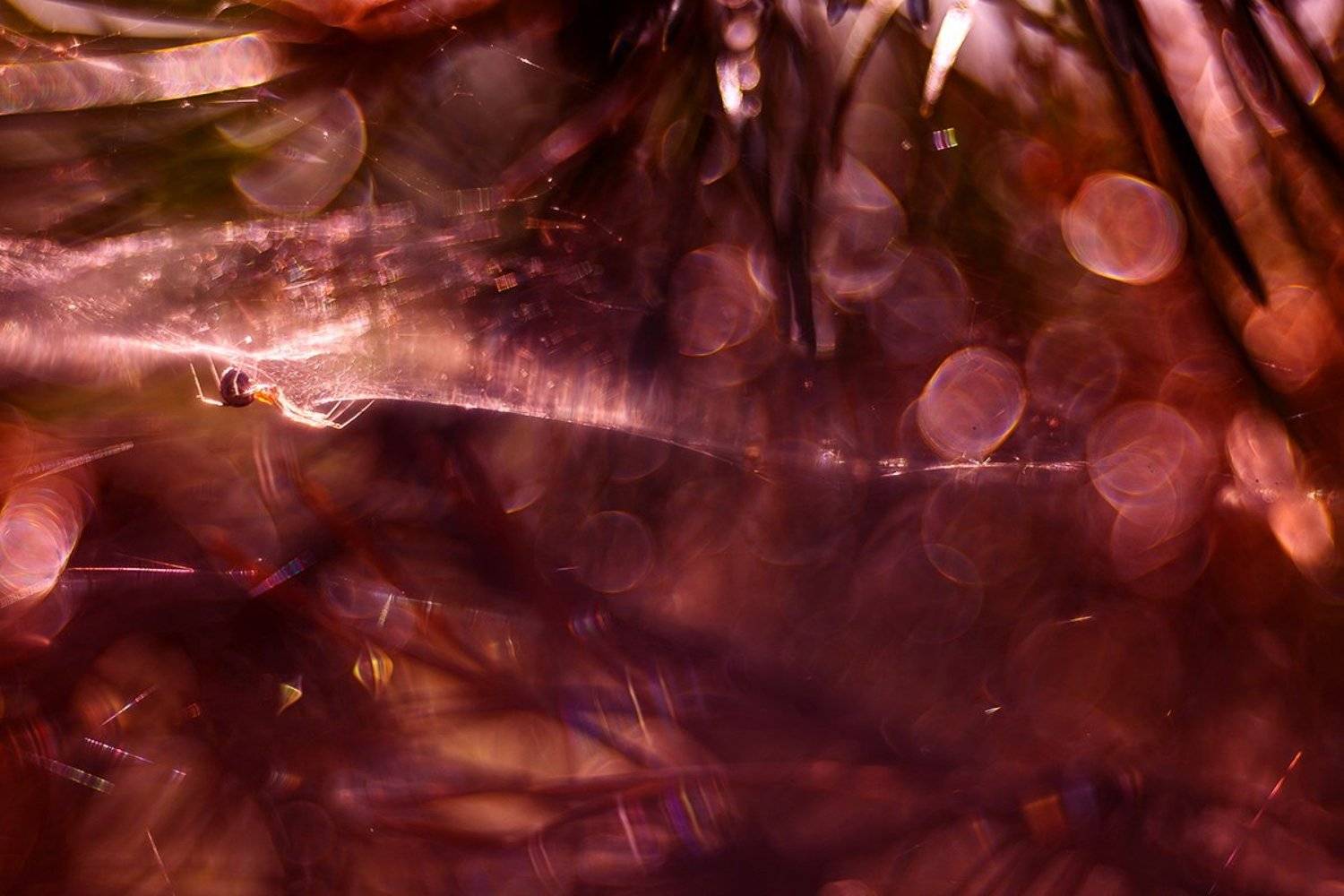 Паук, Юлия Втюрина