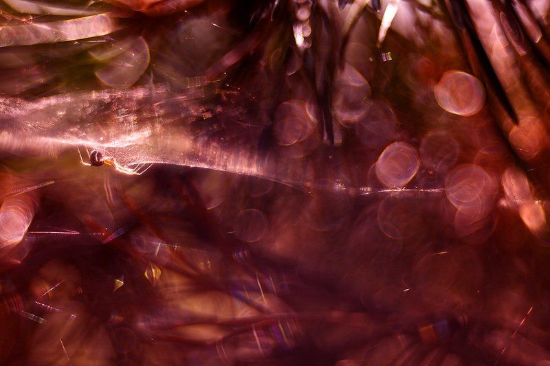 Паук паучковая фото превью