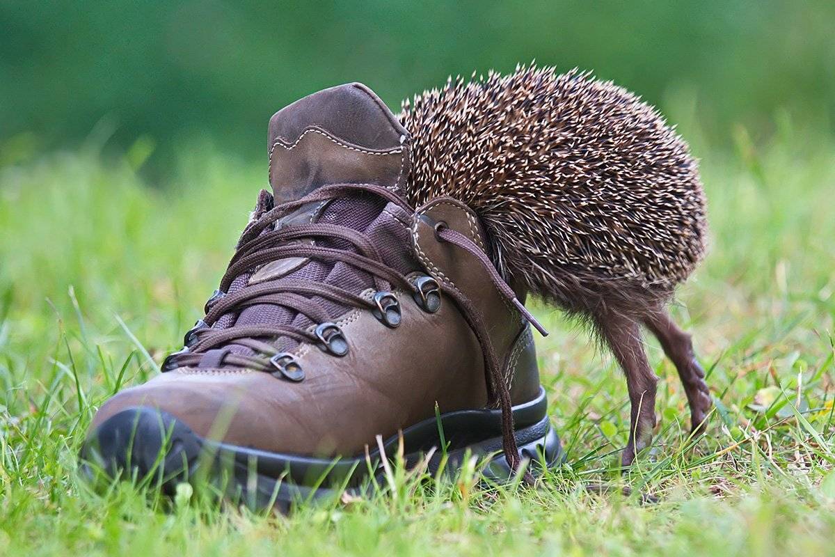 Ёж, Ёжик, Животные, Природа, Елена Соловьёва