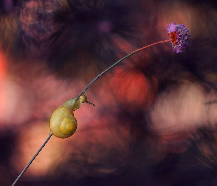 , Pawel Plucinski