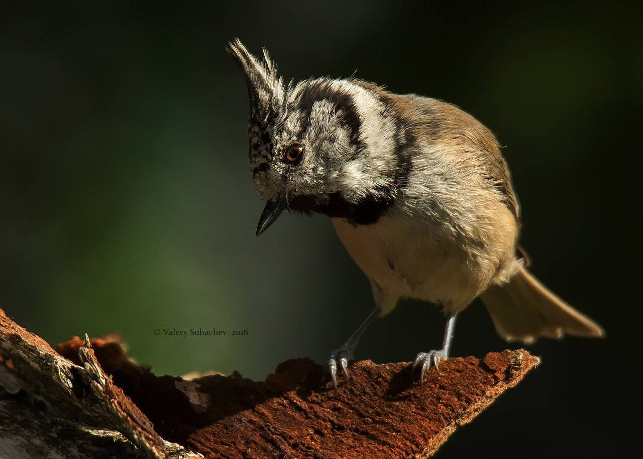 , Валерий Субачев