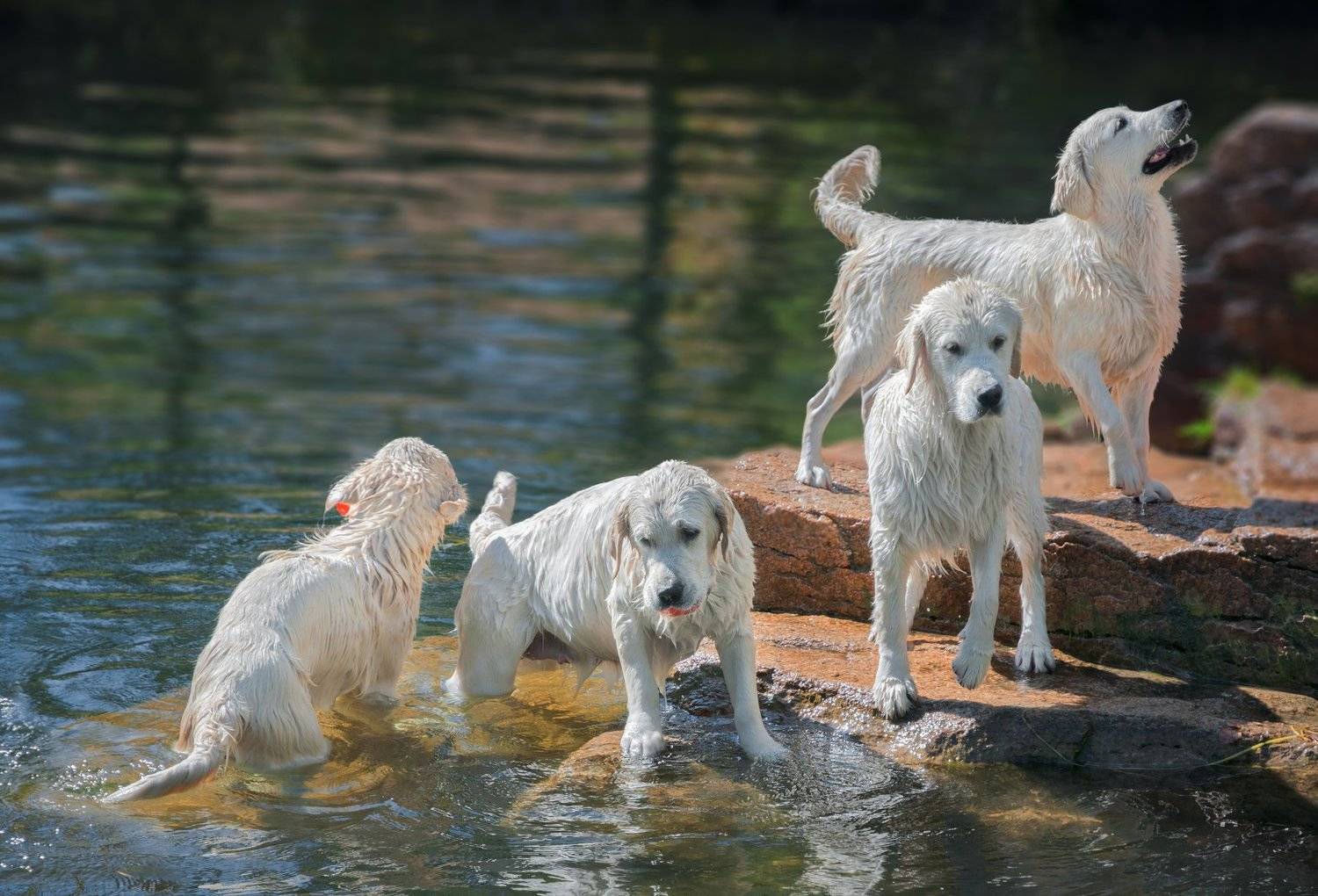 , Олег Богданов