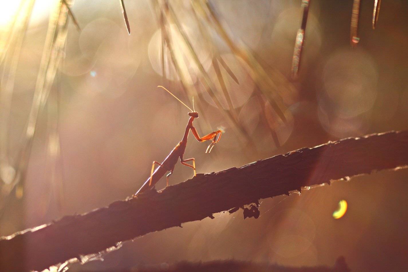 Mantis, Religiosa, Богомол, Кинбурнский полуостров, Sergii Markov