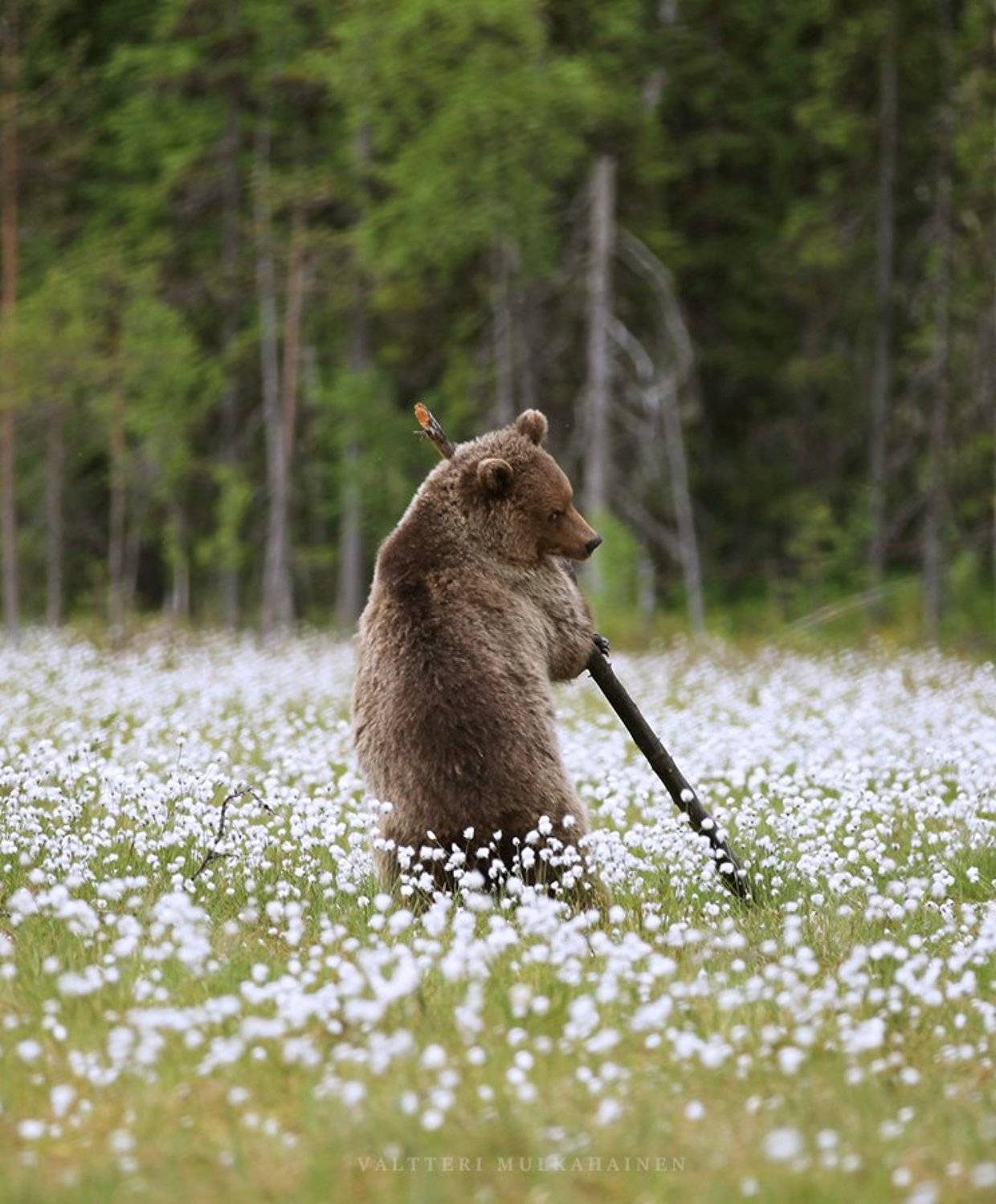 , Valtteri Mulkahainen
