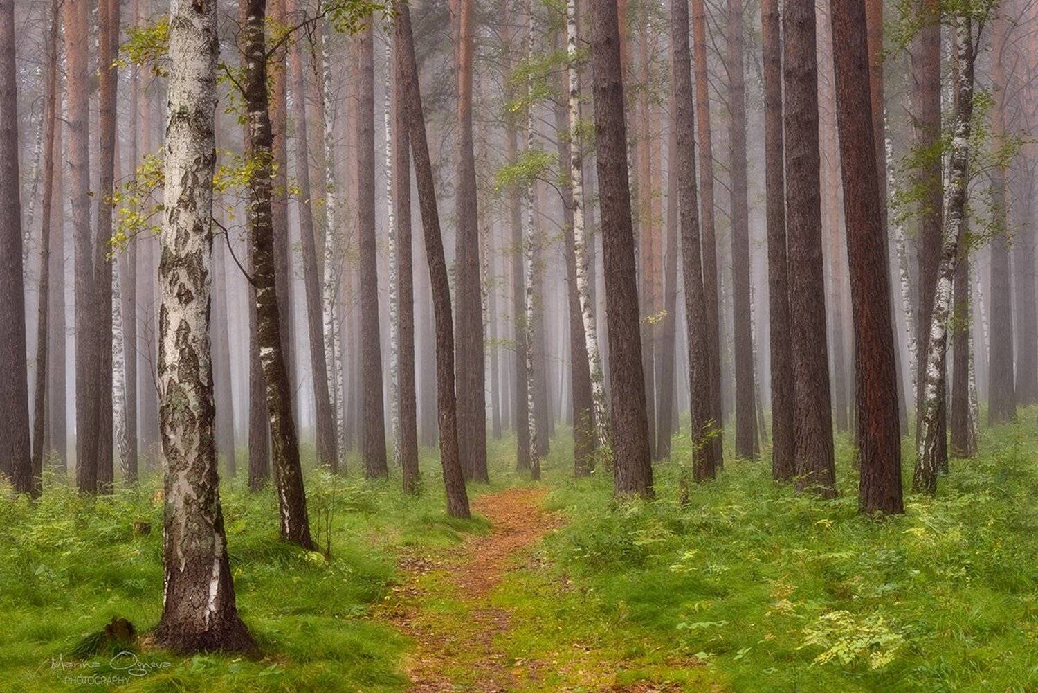 Лес, Осень, Туман, Марина Огнева