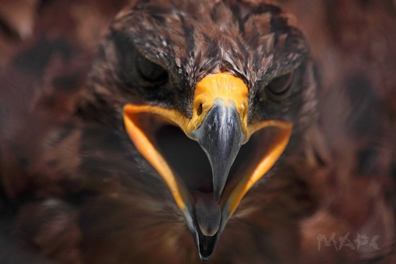 , Шангареев Марс