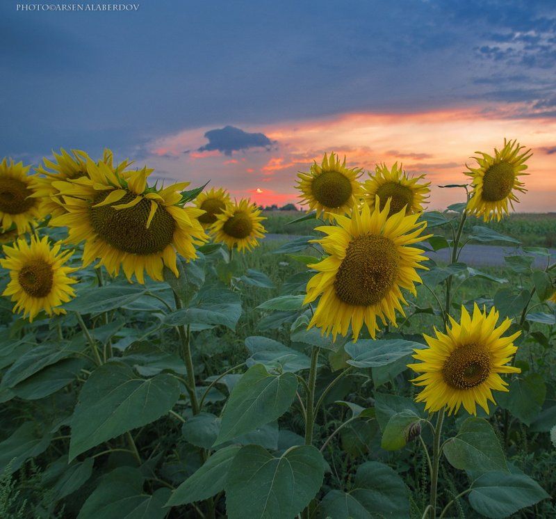 ПОРА СПАТЬ.. фото превью