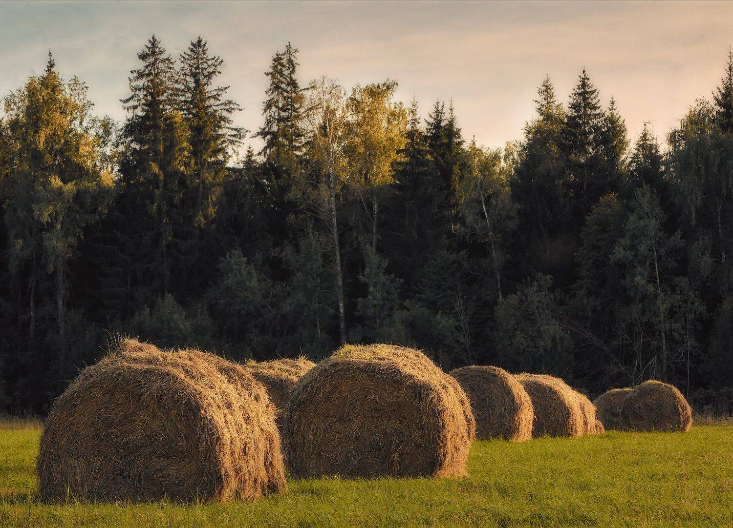 , Булатов Дмитрий