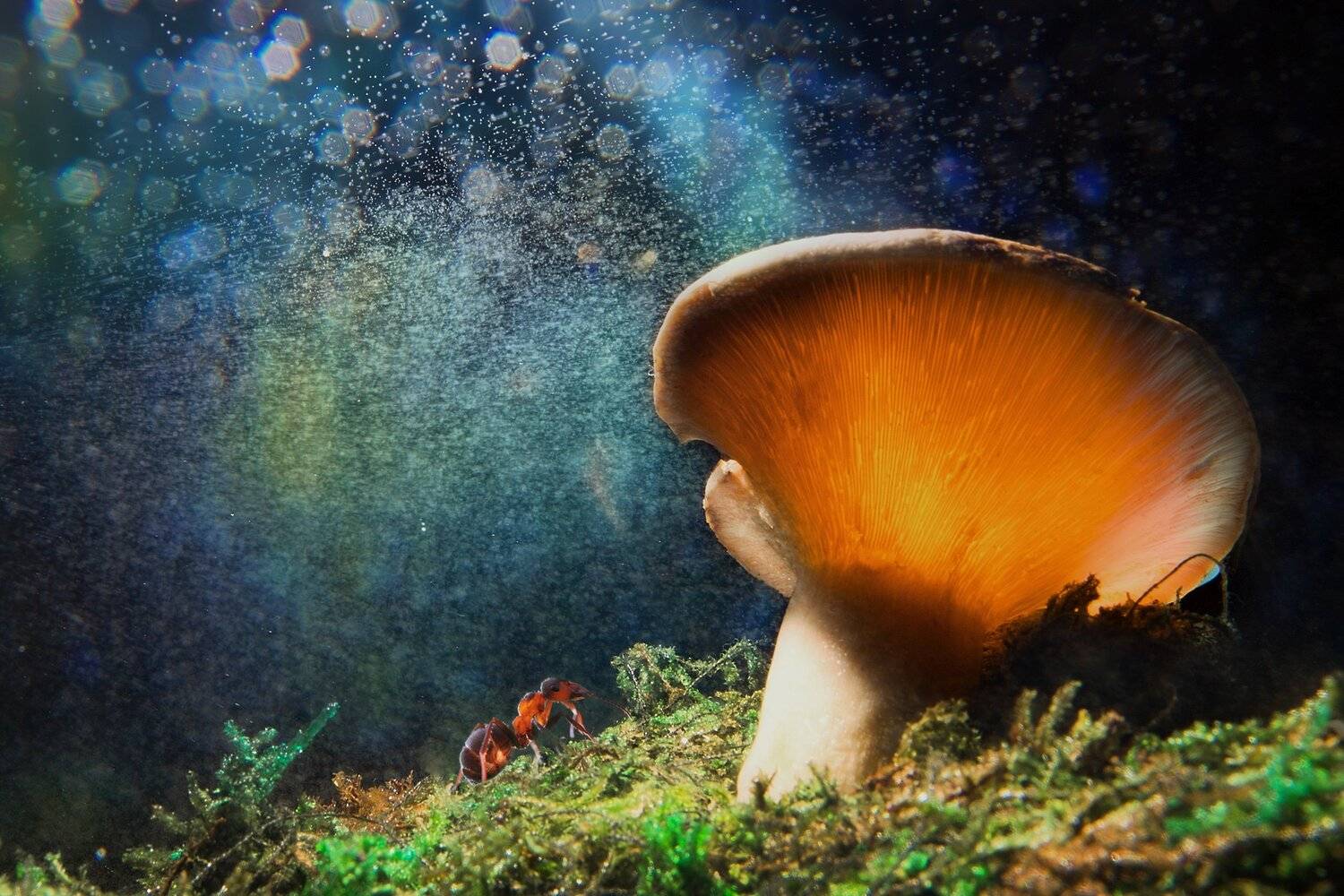 , Антон Шевченко