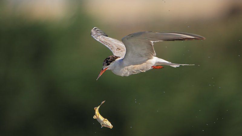 150600, 7d, animals, birds, fish, tern, животные, крачка, охота, рыбы Немного о воздушной акробатике.. фото превью