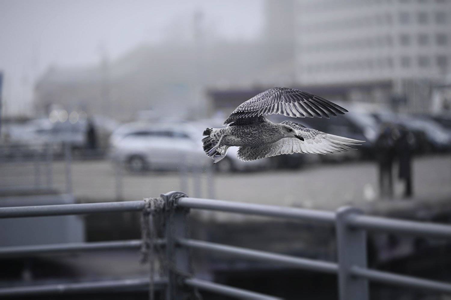 Животные.., Андро Александр