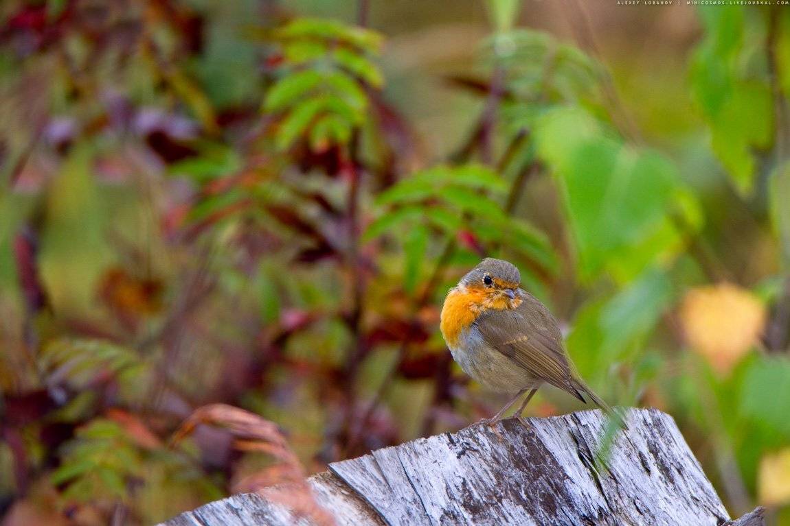 , Алексей Лобанов