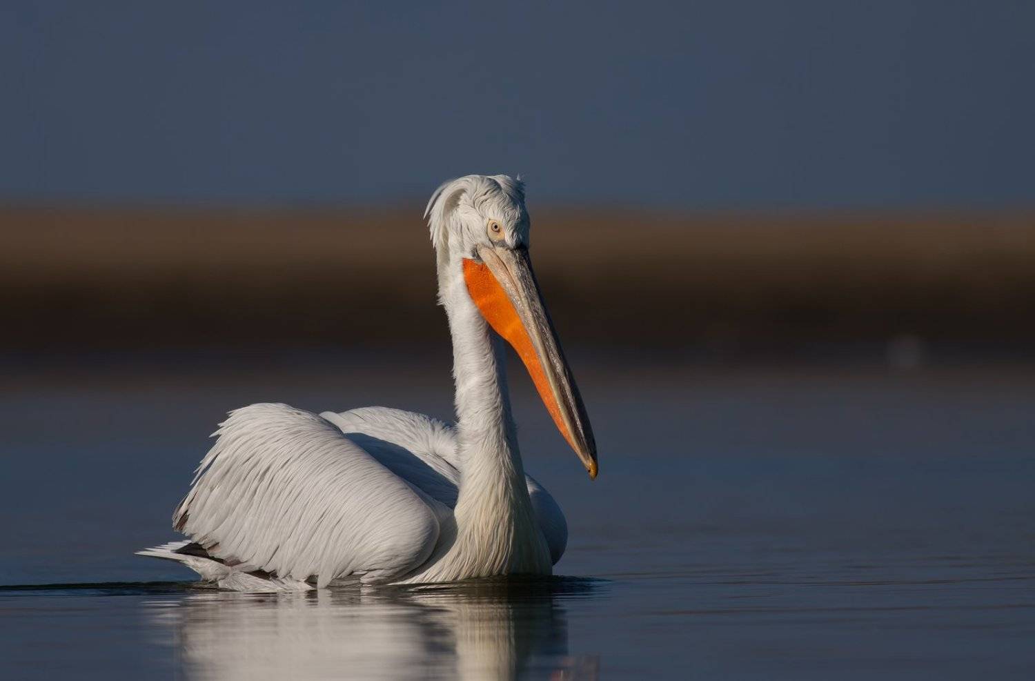 , Стефан Дянков