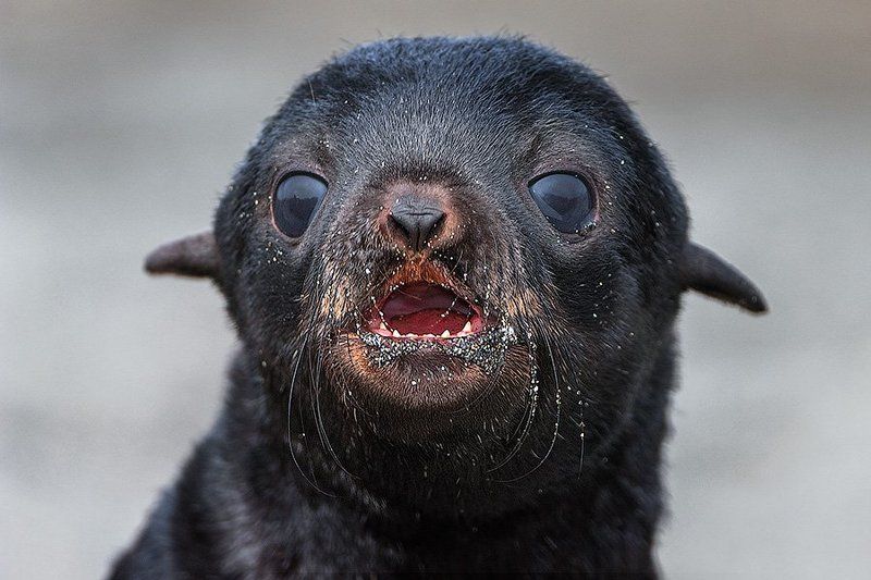 Дикая природа россии, Командорские острова, Северный морской котик, Сергей иванов, Чёрненький Ма-а-а-а-ма-а-а ! фото превью