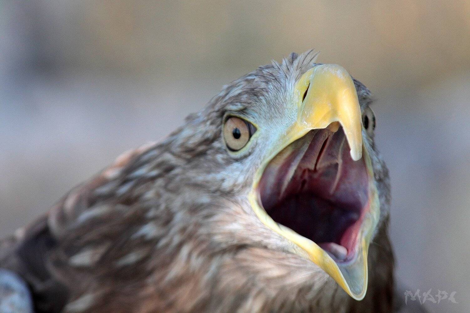 , Шангареев Марс